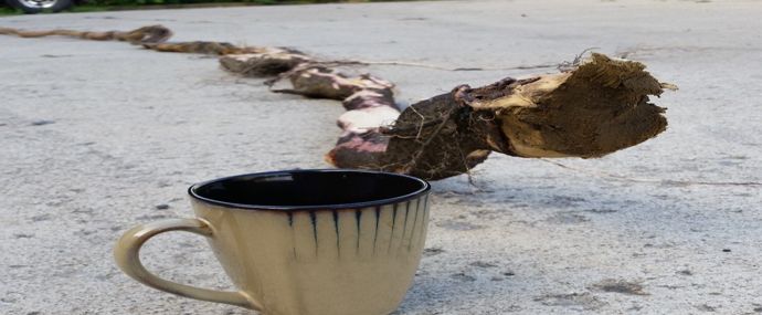 拉出下水道的根